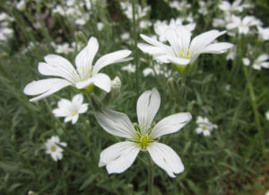 White flowers.