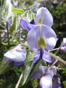 Wisteria flower.