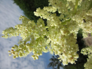 Rhubarb flowers.