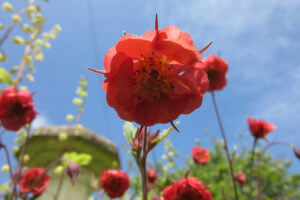 Pink flowers with blue sky in the background.