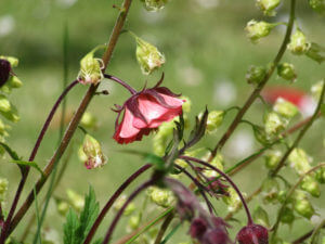 Pink flower.