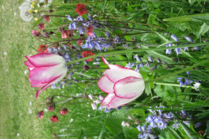 Tulips with pink and white petals among bluebells and other flowers.