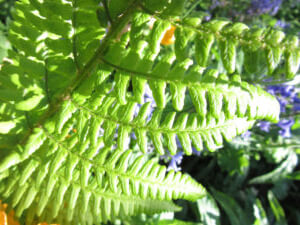 Bracken Leaves