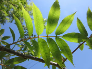 Rowan Leaves