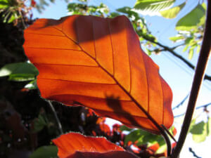 Copper Beech Leaves