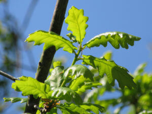 Oak Leaves