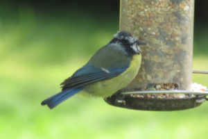 Demented blue tit with a bald head.