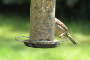 Bird hiding behind a feeder.