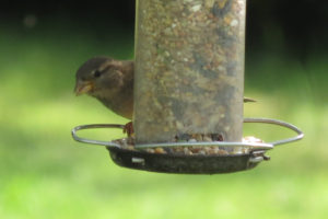 Bird hiding behind a feeder.