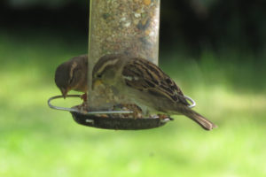 House sparrows on a bird feeder.