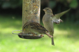 House sparrows on a bird feeder, one of them in flight.