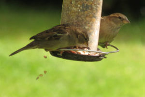 House sparrows on a bird feeder.