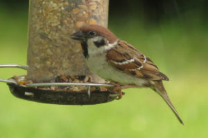 Tree sparrow on a bird feeder.