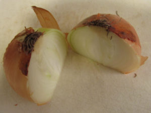 Onion chopped in half through the intact root.