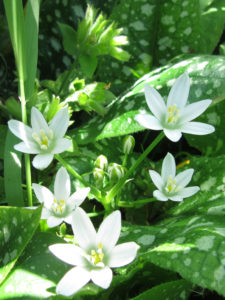 Common Star-of-Bethlehem.