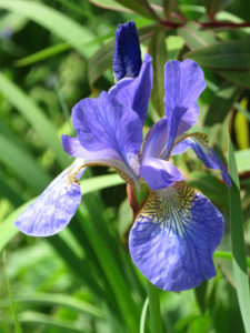 Bearded Iris.