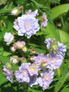 Rose Geraniums.