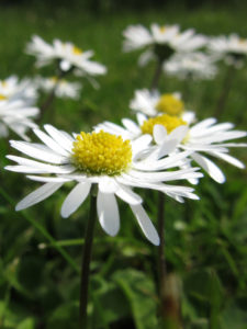 Daisies.