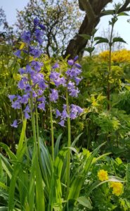 Bluebells in front of lots of green foliage.