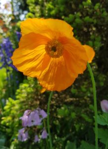 Orange poppy with sun shining through the petals making them glow.