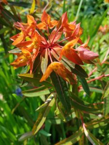 Orange Euphorbia flowers with red and green leaves.