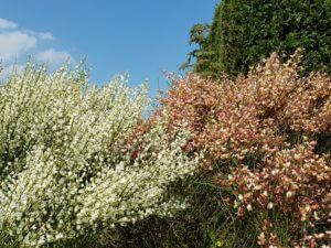 White and pink Broom shrubs with blue sky in the background.