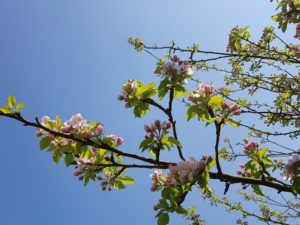 Apple blossom with blue sky in the background.