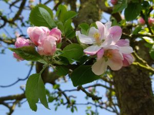 Apple blossom with blue sky in the background.