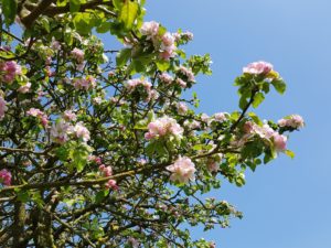 Apple blossom with blue sky in the background.