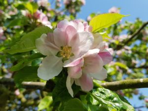 Apple blossom with blue sky in the background.