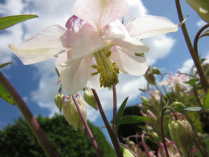 Pink Aquilegia (Columbine)