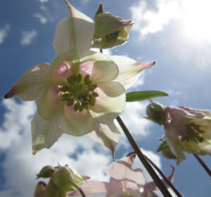 Pink Aquilegia (Columbine)