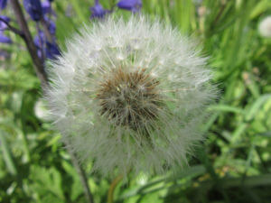 Dandelion Clock