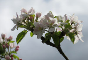 Apple blossom with cloudy sky in the background.