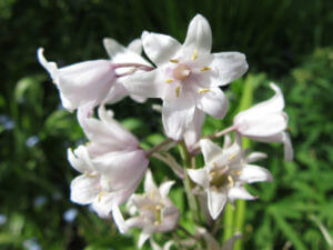 Pink Bluebells