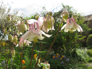 Pink Aquilegia (Columbine)