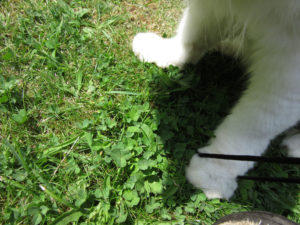 Jake the fluffy orange and white cat playing with a camera strap.