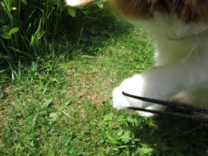 Jake the fluffy orange and white cat playing with a camera strap.