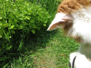 Jake the fluffy orange and white cat playing with a camera strap.