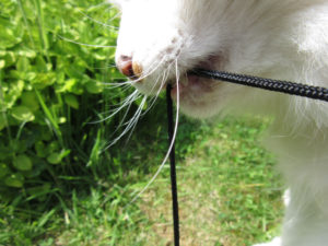 Jake the fluffy orange and white cat playing with a camera strap.