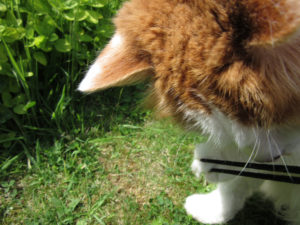 Jake the fluffy orange and white cat playing with a camera strap.