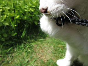 Jake the fluffy orange and white cat playing with a camera strap.