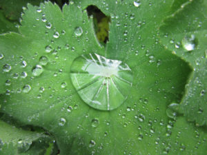 Raindrops on geranium leaves.