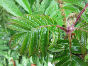 Wet sumac leaves.