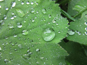 Raindrops on geranium leaves.