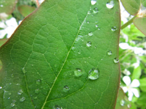 Raindrops on hypericum leaves.