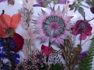 A selection of dried, pressed flowers.