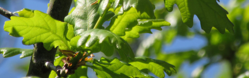 Photography of oak leaves