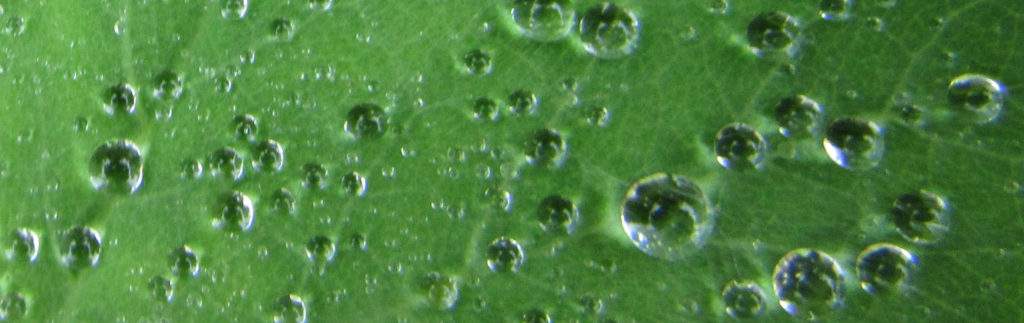 Raindrops on geranium leaves.